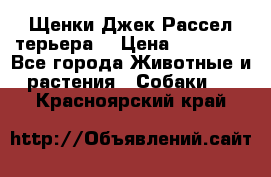 Щенки Джек Рассел терьера  › Цена ­ 15 000 - Все города Животные и растения » Собаки   . Красноярский край